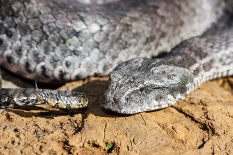 Common Death Adder showing tail lure Stock Photos