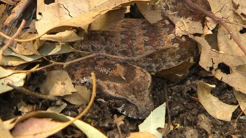 Common Death Adder Snake Sleeping Under Leaves Stock Footage 112328299