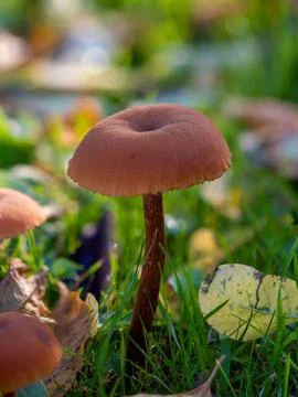 Common Deceiver Mushroom Stock Photos