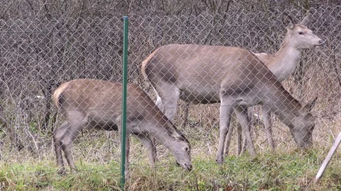 Common deer Stock Footage 82912565