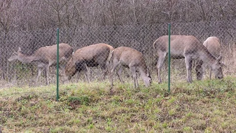 Common deer Stock Footage 82912631