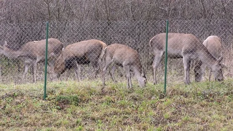 Common deer 스톡 동영상 82912632