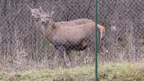 Common deer Video stock 82912757