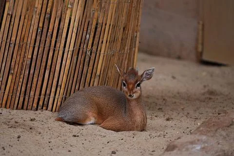 The common dik-dik is a small antelope in zoo. Stock Photos