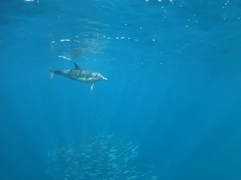 Common Dolphin - Coffee Bay - Long-beaked common dolphin catching and eating Stock Footage 118135104