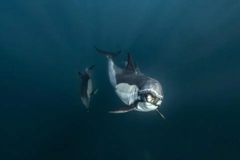 Common dolphin (Delphinus delphis) during the annual Sardine Run Stock Photos