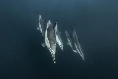 Common dolphin (Delphinus delphis) during the annual Sardine Run Stock Photos