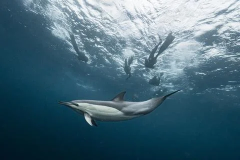 Common dolphin (Delphinus delphis) during the annual Sardine Run Stock Photos