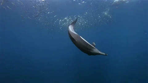 Common dolphin diving into a sardine baitball from underwater during the Sa.. Stock Footage 343138771