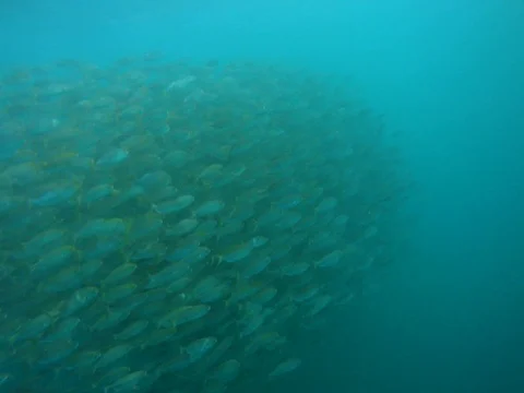 Common Dolphin feeding on Karenteen Stock Footage