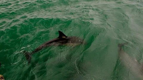 Common dolphin hunts for fish in the Black Sea Stock Footage 127805545