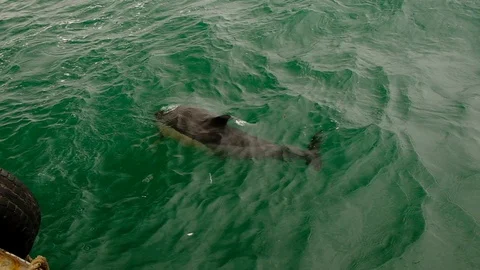 Common dolphin hunts for fish in the Black Sea Stock Footage 127805643