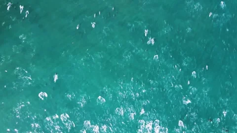 Common Dolphin Megapod High Top View - DRONE Stock Footage 327766761