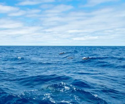 Common dolphin Stock Photos