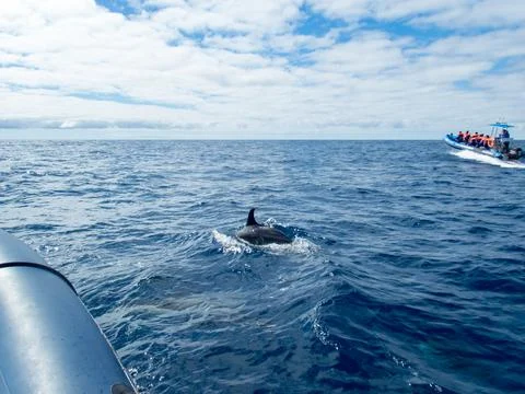 Common dolphin Stock Photos