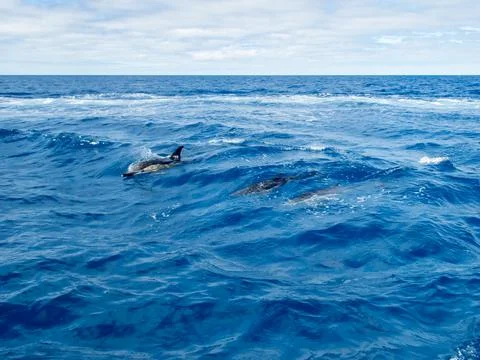 Common dolphin Stock Photos