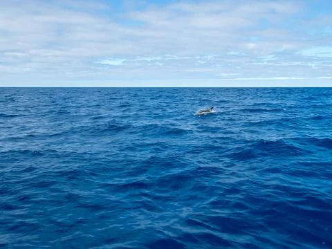 Common dolphin Stock-Fotos