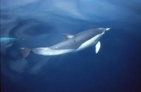 Common Dolphin Stock Photos