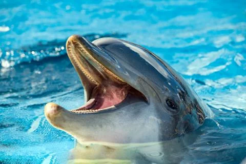 Common dolphin portrait while looking at you with open mouth Foto stock