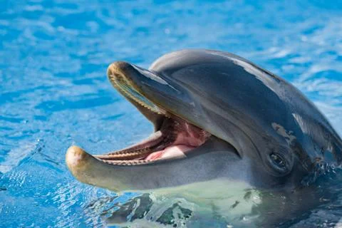 Common dolphin portrait while looking at you with open mouth 스톡 사진