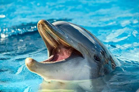Common dolphin portrait while looking at you with open mouth Stock Photos