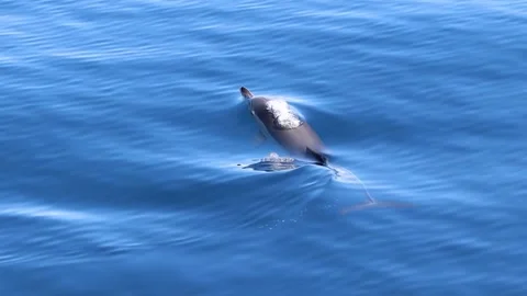 Common dolphin, slow motion, on surface of the water. Stock Footage 167610513