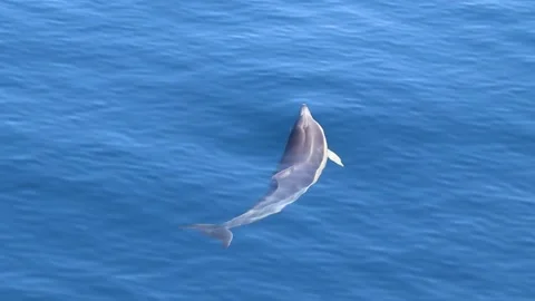 Common dolphin, slow motion, on surface of the water. Stock Footage 167610515