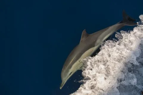 Common dolphin swimming in the surface Stock Photos