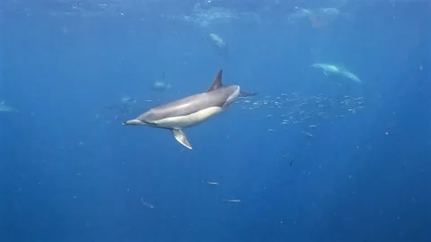 Common dolphin swimming through a school of scattered sardines Stock Footage 342315144
