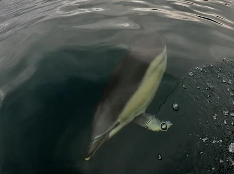 Common dolphin takes a look Stock Photos