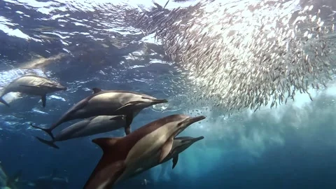 Common dolphin turning toward a sardine baitball as a pod hunts together du.. Stock Footage 342536245