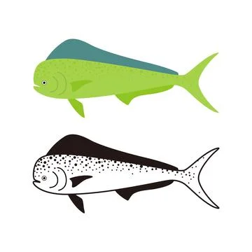 Common Dolphinfish, Dorado fish, vector illustration Stock Illustration