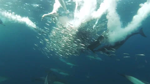 Common Dolphins and Cape Gannets Attacking a Sardine Baitball Stock Footage 337051600