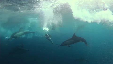 Common dolphins and Cape gannets swimming together during the Sardine Run i.. Stock Footage 342842682