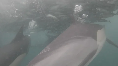 Common Dolphins feeding on mackerel during the Sardine Run South Africa Stockbeeldmateriaal 319296126