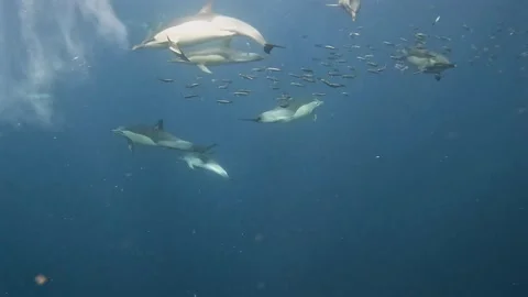 Common dolphins hunting around a small bait ball of sardines during the Sar.. Stock Footage 342310755