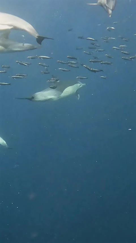 Common dolphins hunting around a small bait ball of sardines during the Sar.. Stock Footage 342310760