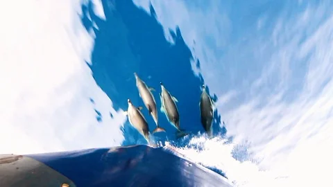 Common dolphins jumping close to the bow of a yacht. Stock Footage 107786932
