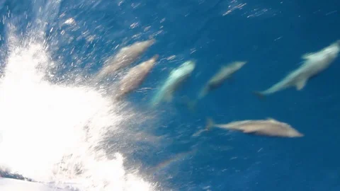 Common dolphins jumping close to the bow of a yacht. Stock Footage 107786953