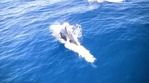 Common dolphins jumping close to the bow of a yacht. Stock Footage 107787048