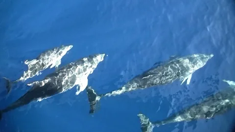 Common dolphins jumping close to the bow of a yacht. Stock Footage 107787054