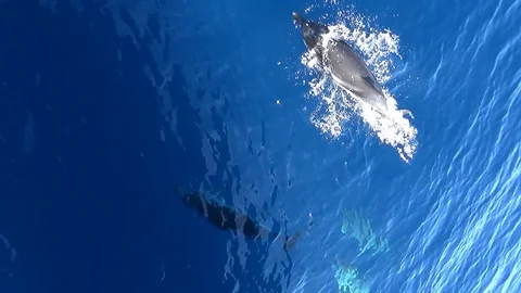 Common dolphins jumping close to the bow of a yacht. Stock Footage 110949006