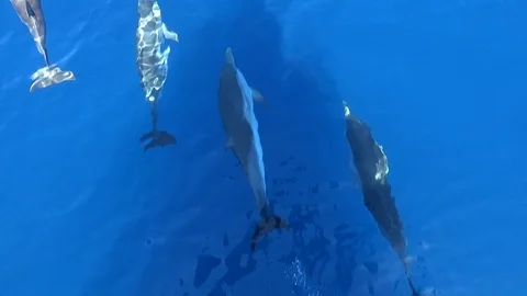 Common dolphins jumping close to the bow of a yacht. Stock Footage 110949098