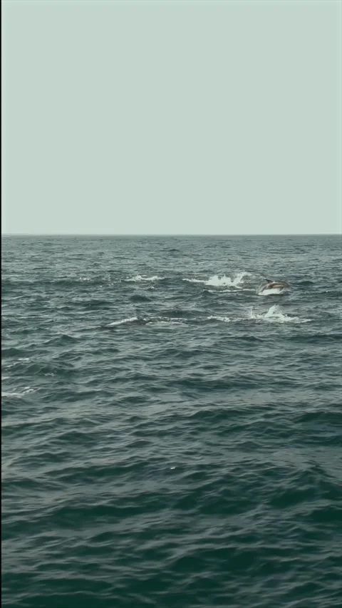 Common Dolphins Jumping Repeatedly During the Sardine Run Seen from a Drone.. Stock Footage 341731515