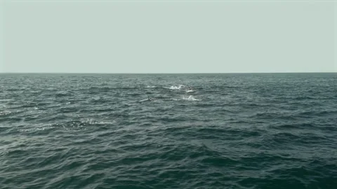 Common Dolphins Jumping Repeatedly During the Sardine Run Seen from a Drone.. Stock Footage 341731537