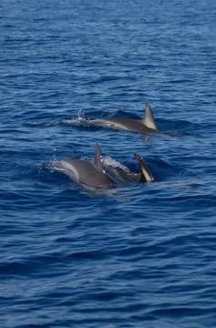 Common dolphins Stock Photos