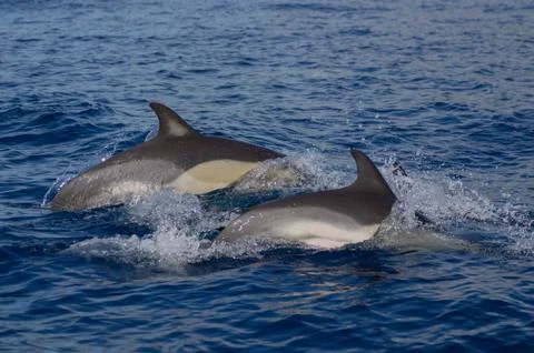 Common dolphins Foto stock