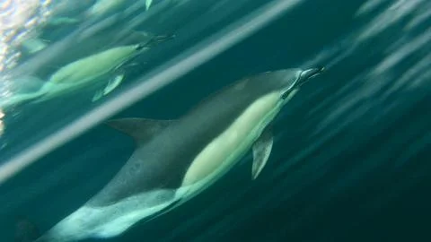 Common Dolphins Stock Photos
