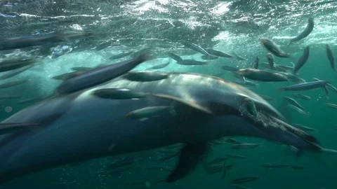 Common Dolphins - Port St Johns - Crazy up close common dolphins on baitball Stock Footage