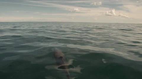 Common Dolphins Slow Motion Video stock 68514777